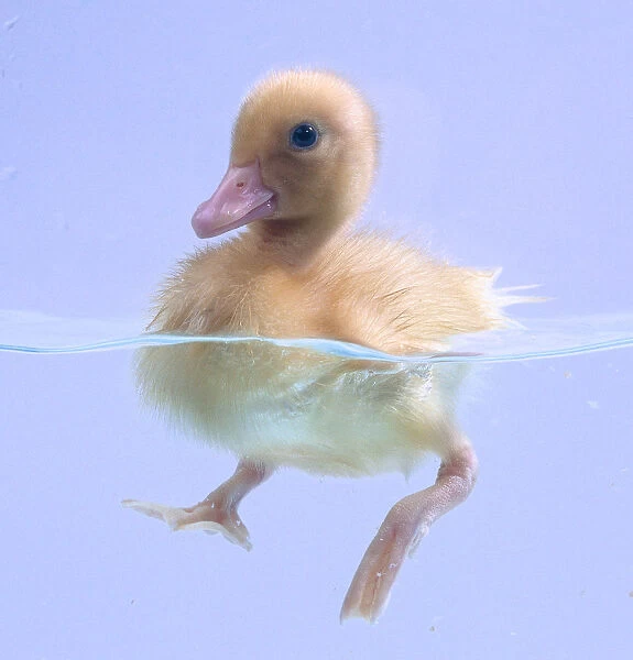 Three quarter view of a duckling paddling in the water