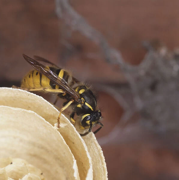 Queen Wasp using antennae to measure size of nest envelopes and cells