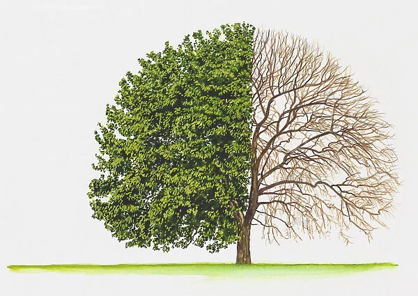 Quercus castaneifolia (Chestnut leaved oak)