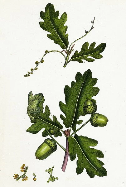 Quercus pedunculata, Common Oak