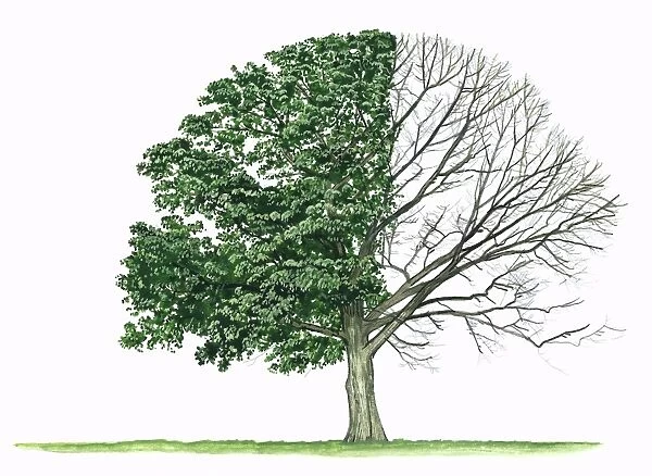 Quercus rubra (Red oak)