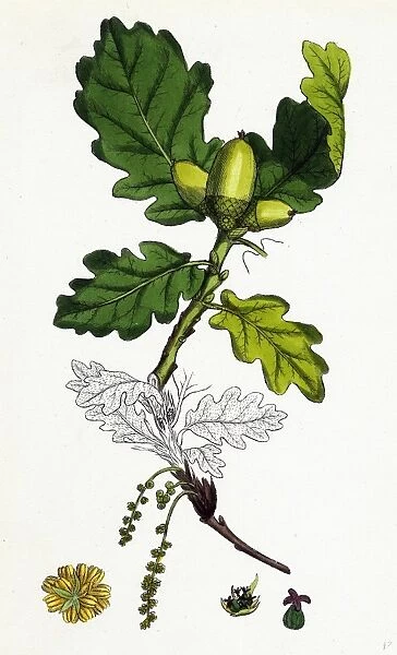 Quercus sessiliflora, Sessile-fruited Oak