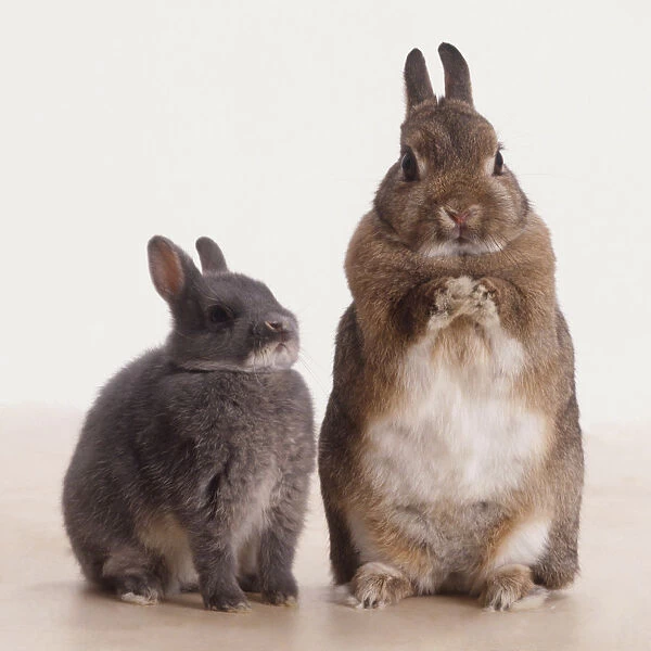 Two Rabbits (Oryctolagus cuniculus), brown and white one sitting on hind legs and holding up front paws, next to smaller grey one