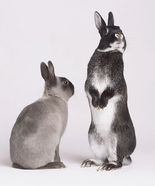 Two Rabbits (Oryctolagus cuniculus), back view of seated grey rabbit, next to black and white rabbit standing on hind legs, facing away, front view
