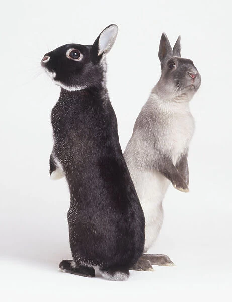 Two rabbits standing on hind legs, facing in opposite directions