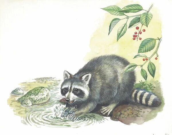 Raccoon Procyon lotor searching for food in stream, illustration
