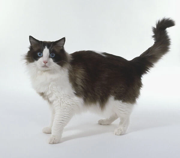 Ragdoll Cat (Felis silvestris catus) standing with its tail raised, looking at camera, side view
