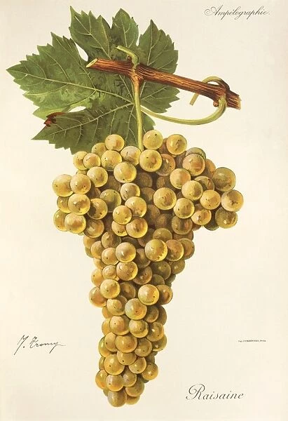 Raisaine grape, illustration by J. Troncy