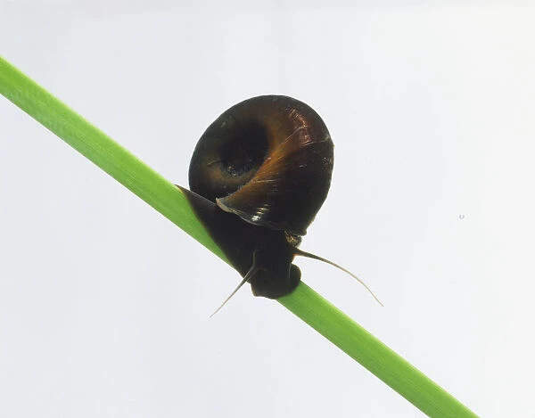 Ramshorn Snail (Gastropoda) on green stalk