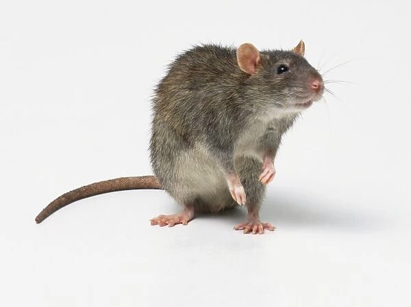 Rat (Rattus sp. ) raised on its back feet