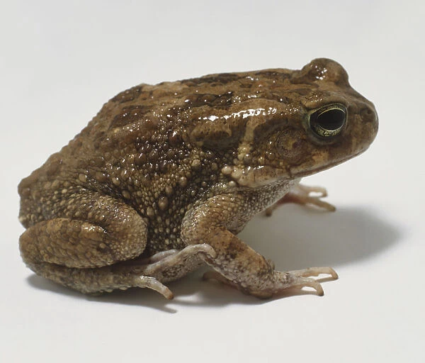 Raucous Toad, Bufo rangeri, showing large parotoid gland and warty rump