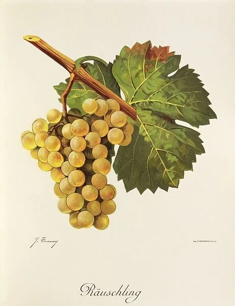 Rauschling grape, illustration by J. Troncy