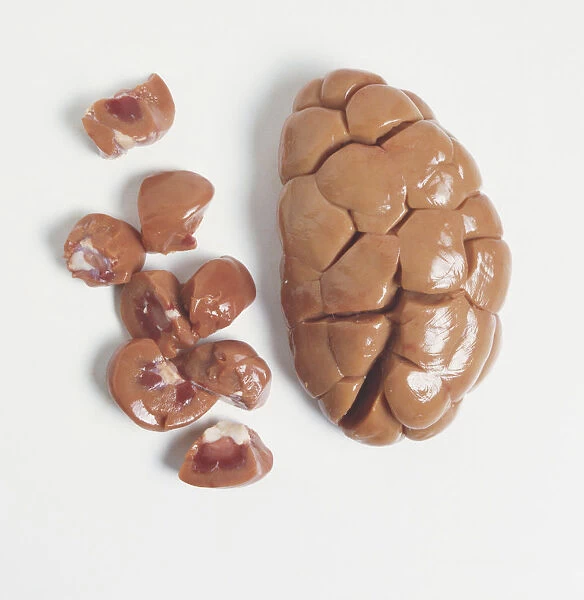 Raw whole and segmented veal kidney, close up