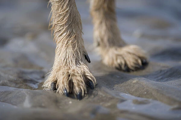 Rear legs and feet of mongrel dog standing on wet sand