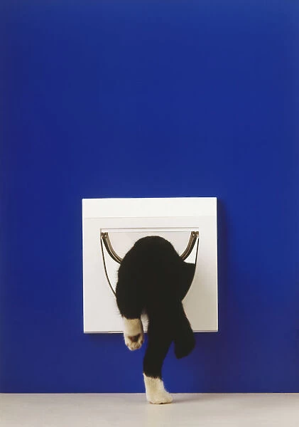 Rear view of black and white kitten disappearing through cat flap, one hind leg on floor, other hind leg about to step through, dark blue wall surrounding white cat flap
