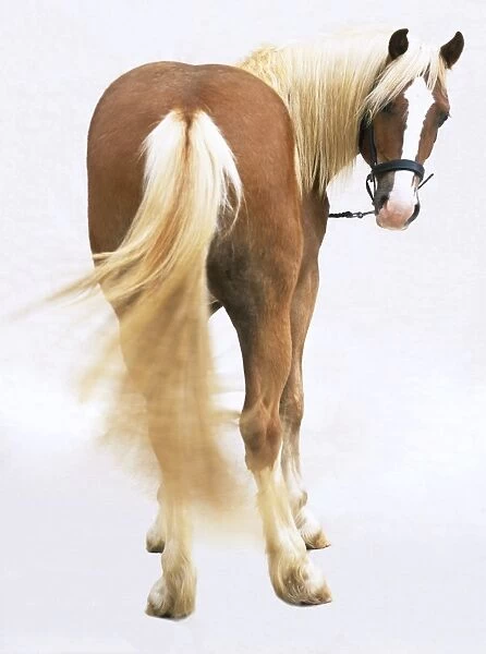 Rear view of brown horse with blonde mane and tail(Equus caballus), turning its head around facing forward