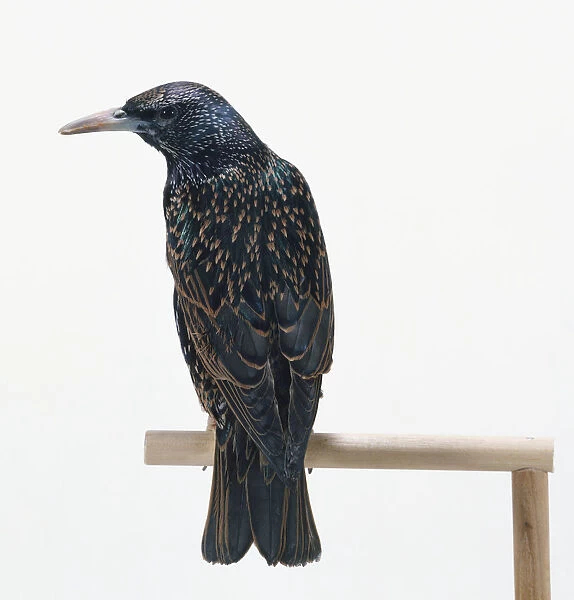 Rear view of a Common Starling on a wooden perch, with head in profile, showing the pale feather tips of winter plumage