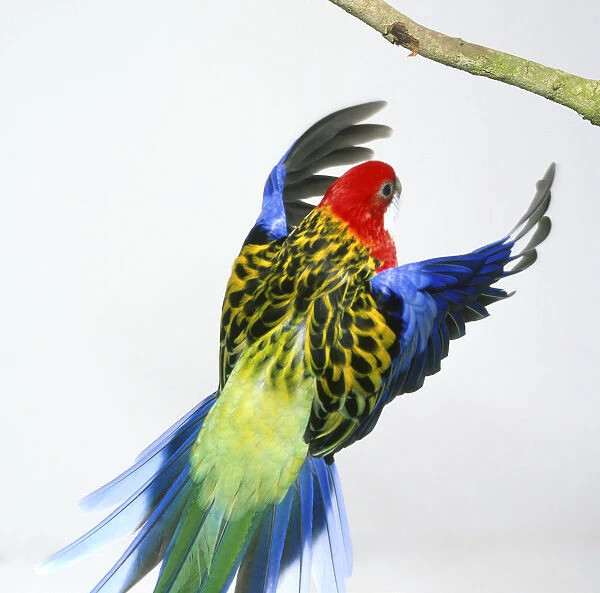 Rear view of an Eastern Rosella, Platycercus eximius diemenensis, in flight, showing the colourful plumage
