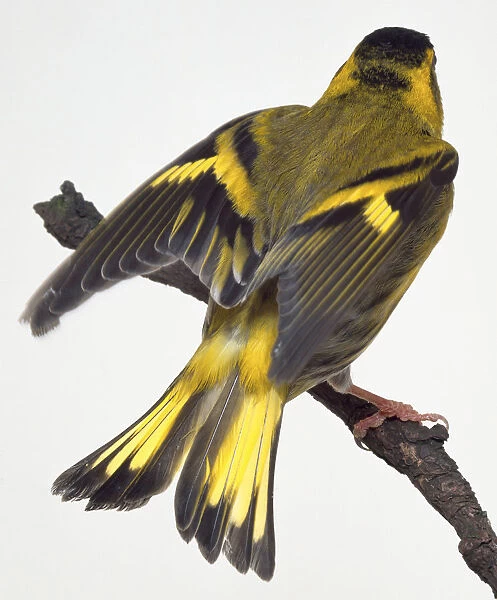 Rear view of a Eurasian Siskin, perching on a narrow branch, with its wings slightly raised and the forked tail spread out