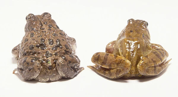 Rear view of European Green Toad (Bufo viridis) and European Common Frog (Rana temporaria)