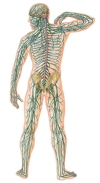 Rear view of Male Body with Major Nerves Superimposed