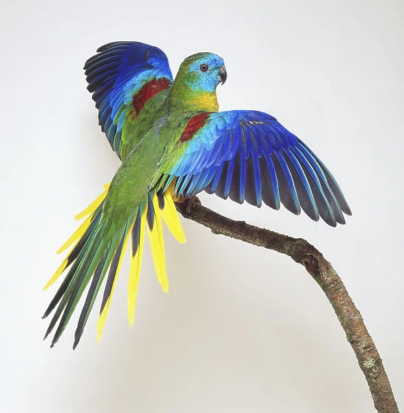 Side  /  rear view of a male Turquoise Parrot with head in profile, perching on a branch, with its wings and tail feathers spread out. Perching in front of the male parrot is a female of the species
