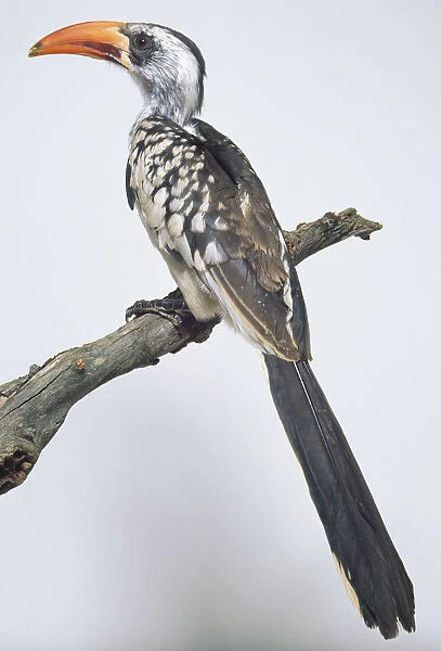 Rear side view of a Red-Billed Hornbill, perching on a branch, showing the narrow, downcurved bill, bare skin around the eye and long tail