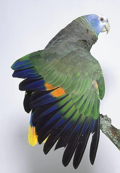 Rear view of a St Vincent Amazon Parrot, Amazona guildingii, Green Phase, perching on a branch, with head in profile, showing horn-coloured bill, scaly-edged nape feathers and yellow tail tip. Yellow and orange wing patches are revealed as one wing is outstretched
