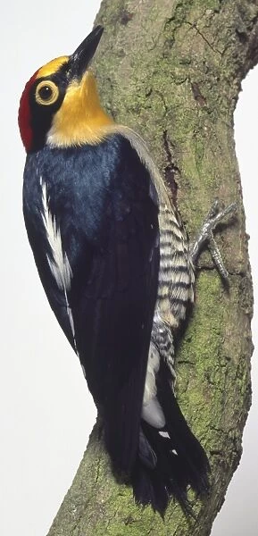 Rear view of a Yellow-Fronted Woodpecker, clinging to a lichen-covered branch, with head in profile showing the bare eye ring, pointed bill, red and yellow head, spiny-tipped tail feathers with white barring, and white streak down the back of the