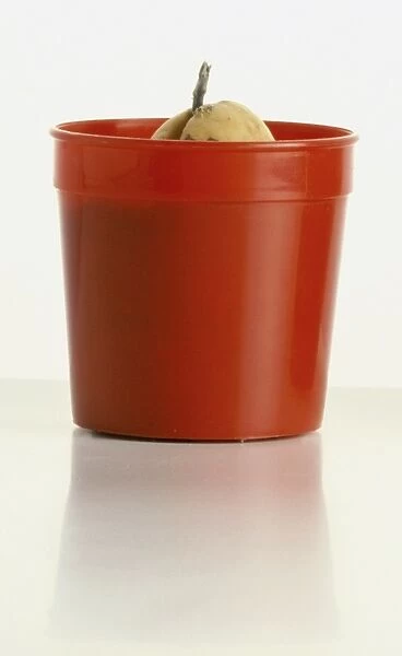 Recently-Potplant, potted avocado, new shoot emerging from avocado stone, planted in red plastic pot, front view