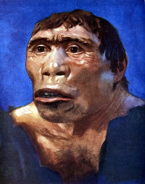 Reconstruction of Java Man (Pithecanthropus erectus) based on skull cap, thigh bone
