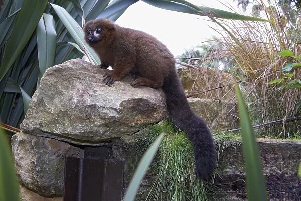 Red-bellied lemur (Eulemur rubriventer) perching on a rock