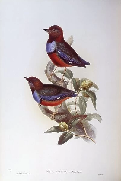Red-bellied pitta (Pitta erythrogaster), Engraving by John Gould