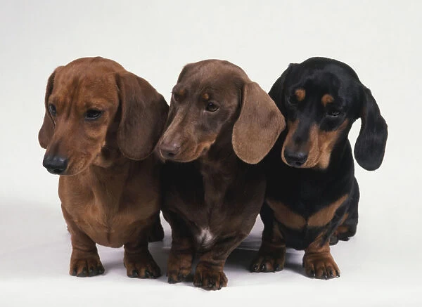 Three red, brown, black and tan Smooth Haired Dachshunds together