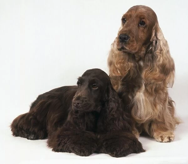 Red and brown English Cocker Spaniel Dogs sitting and lying down