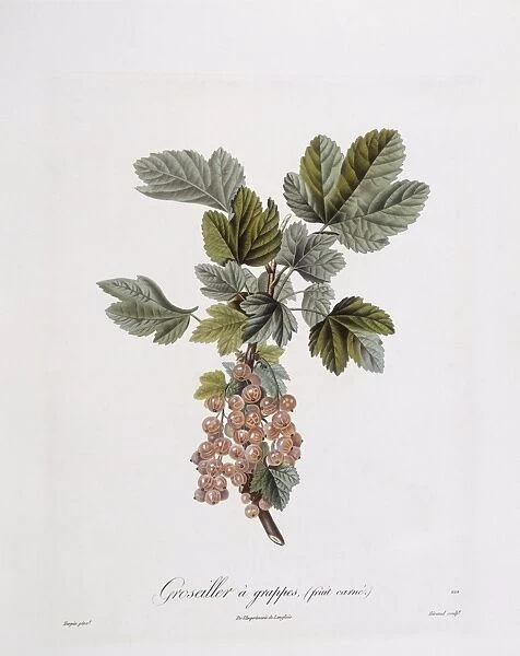 Red currant (Ribes rubrum), Henry Louis Duhamel du Monceau, botanical plate by Pierre Jean Francois Turpin