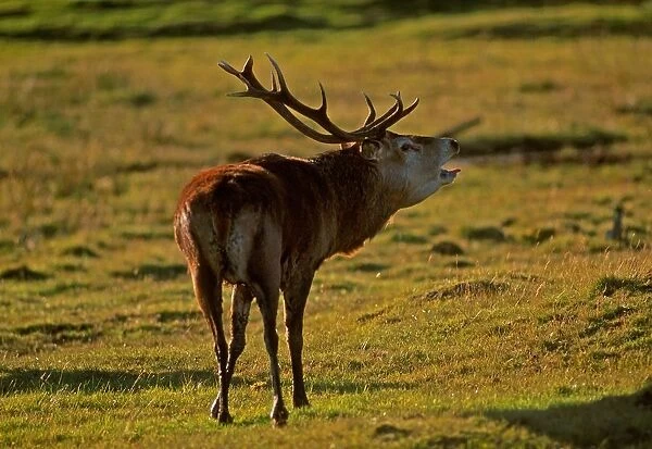 Red Deer. Cervus ElapUs. Highlander Wildlife Park