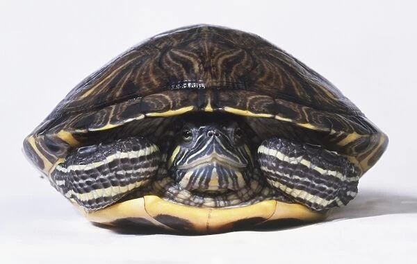 Red-eared slider turtle or terrapin (Trachemys scripta elegans), retreated in its shell, front view