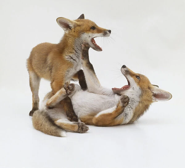 Two Red Fox cubs (vulpes vulpes) playing with open mouths