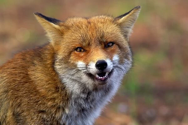 Red Fox. Vulpes Vulpes. Maremma Natural Park