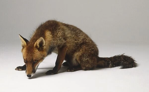 A Red Fox (Vulpes vulpes) sniffing, side view