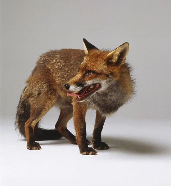 A Red Fox (Vulpes vulpes) with its tongue out, profile view