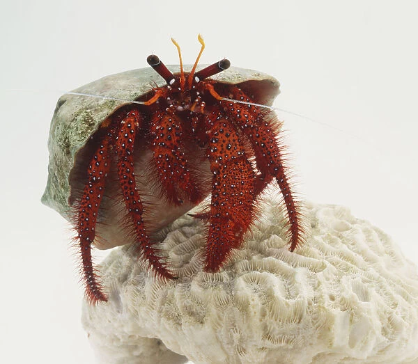 Red Hermit Crab, Dardanus megistos