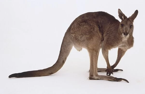 Red kangaroo hunched using its long tail resting on the ground for balance, family Macropodidae