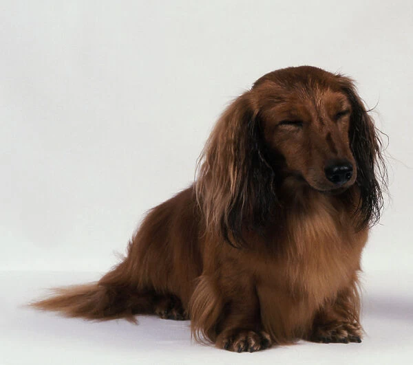 Red Long Haired Dachshund sitting with eyes closed