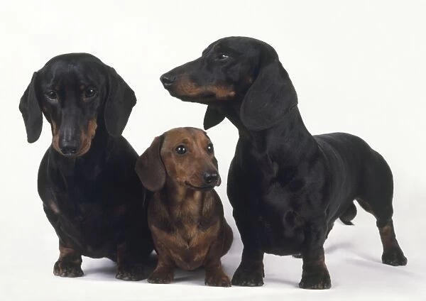 Red Miniature Smooth Haired Dachshund sitting between two black and tan Smooth Haired Dachshund dogs