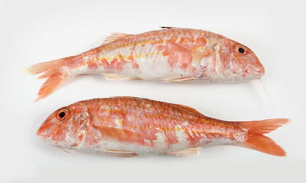 Two whole red mullet fishes on white background, close-up