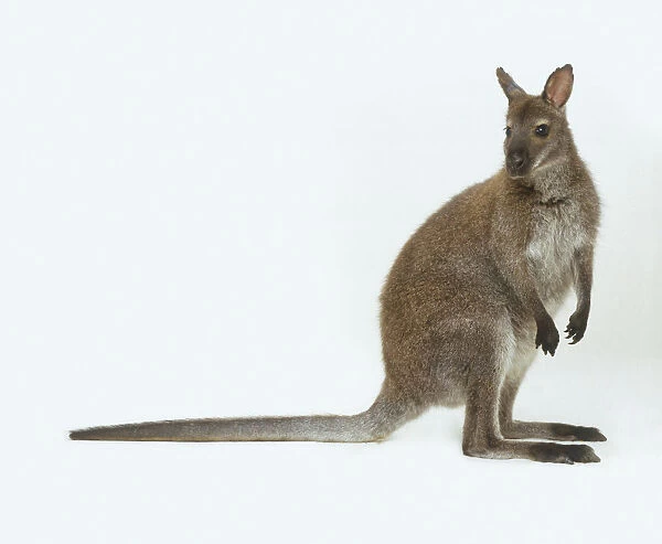 Red-necked Wallaby (Macropodidae)