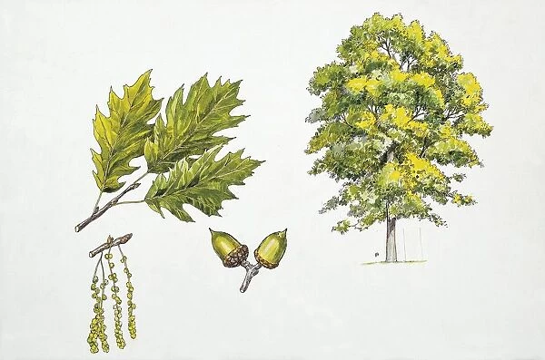 Red oak (Quercus rubra), plant with flowers, leaves and glands, illustration