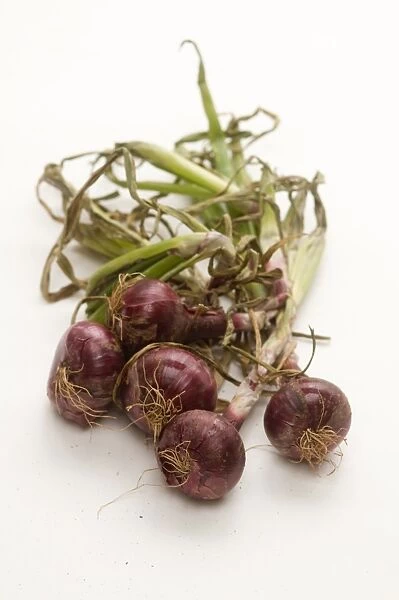 Red onions with stems on white background